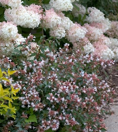 Abelia Ruby Anniversary®